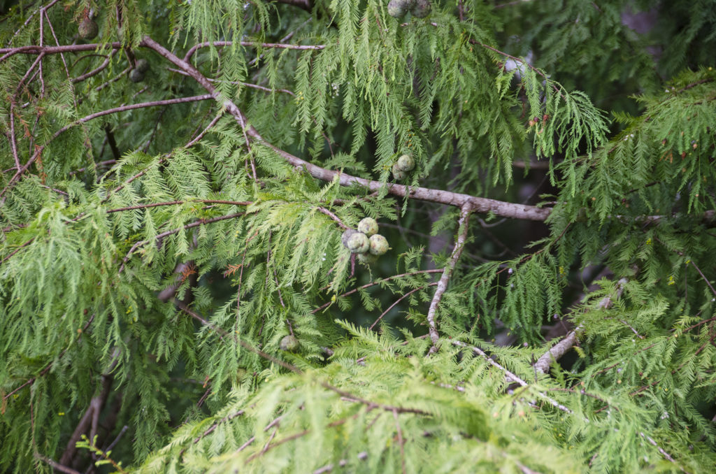 Bald Cypress Seed Pods