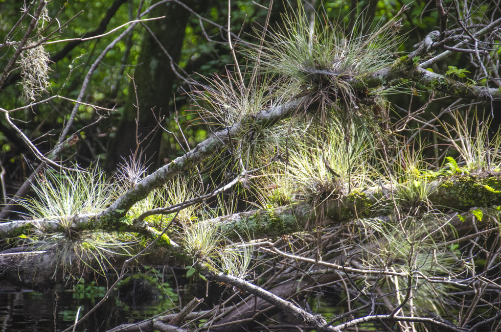 Bartram's Airplant - Gum Slough