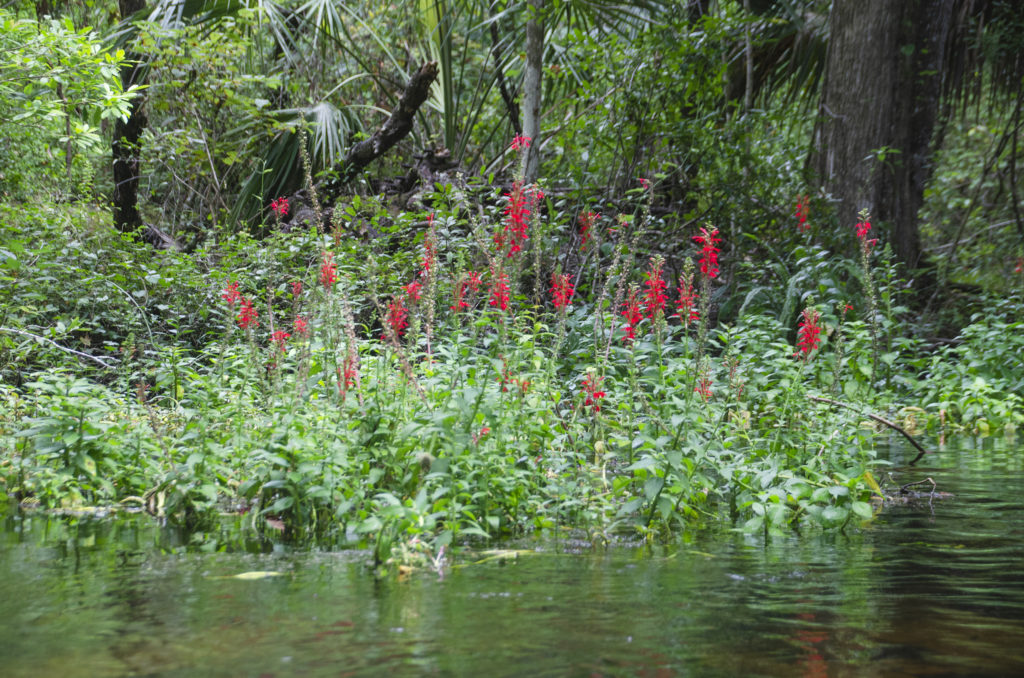 Cardinal Flower - Gum Slough