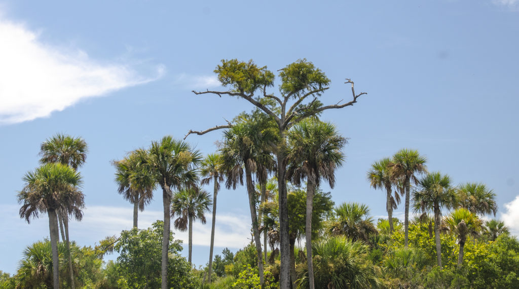 Chop Top Cypress