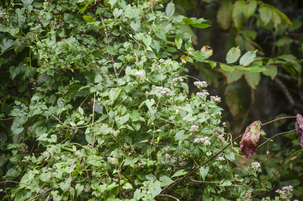 Climbing-Hemp-Vine-Mikania-scandens