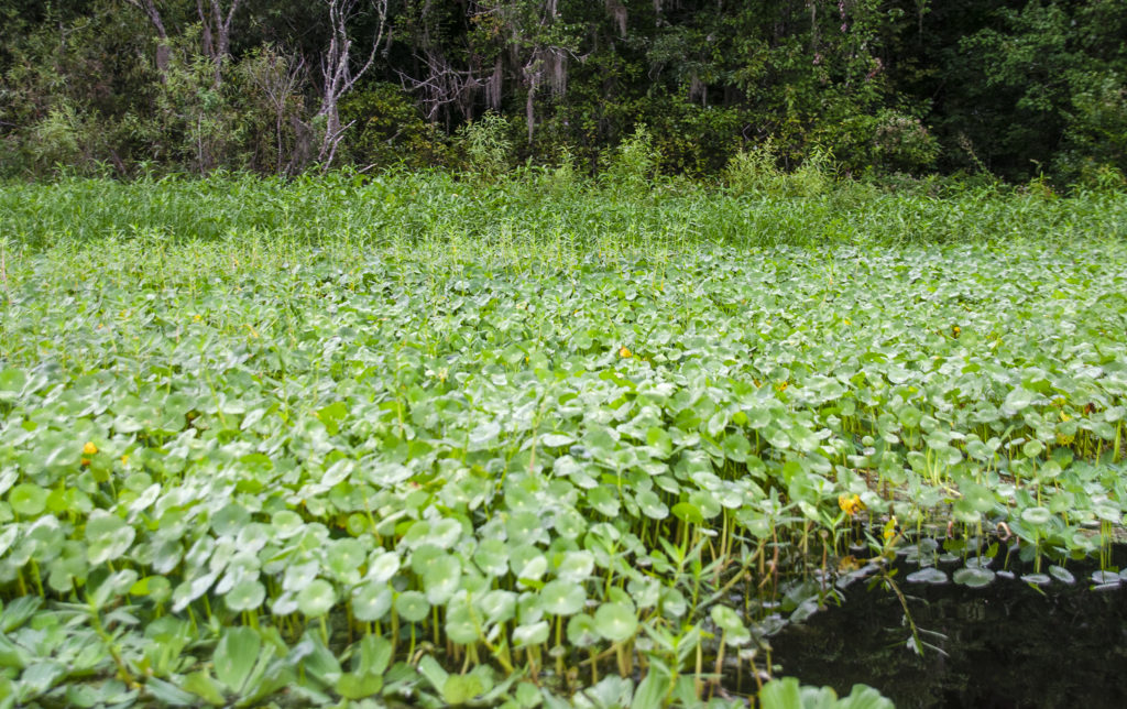 Clogged Withlacoochee Shoreline