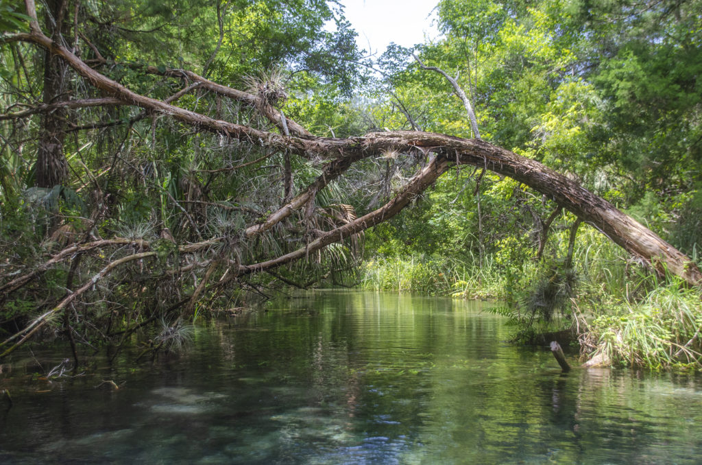 Dead Overhang - Gum Slough