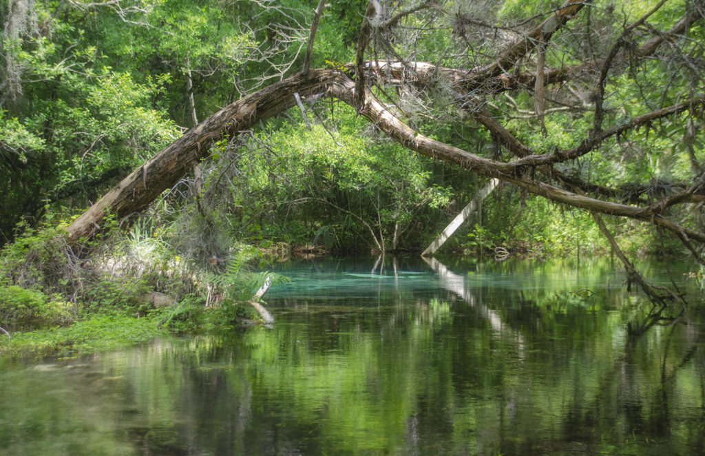 Entering Gum Spring #1