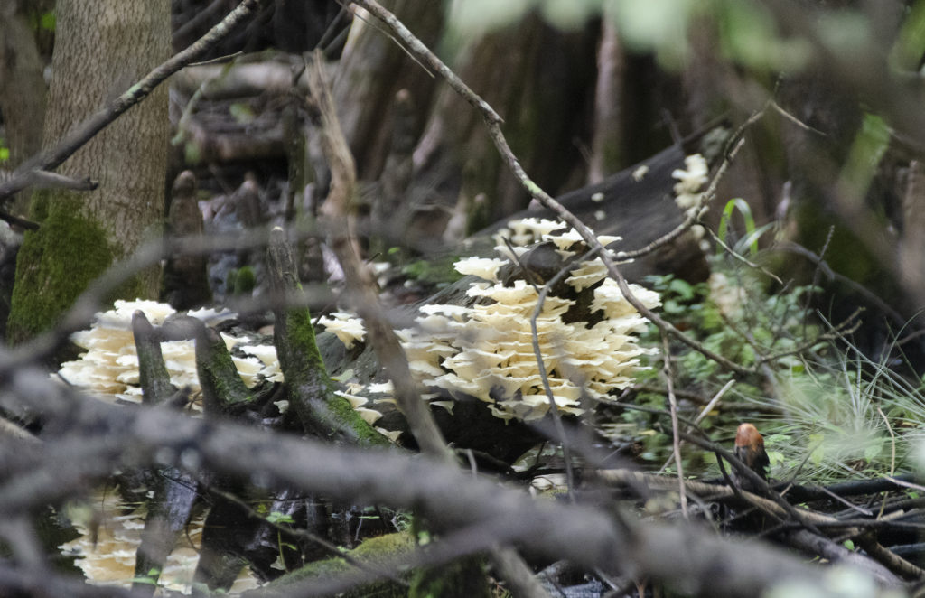 Fungus Among Us - Gum Slough