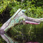 Gator Tree - Withlacoochee River