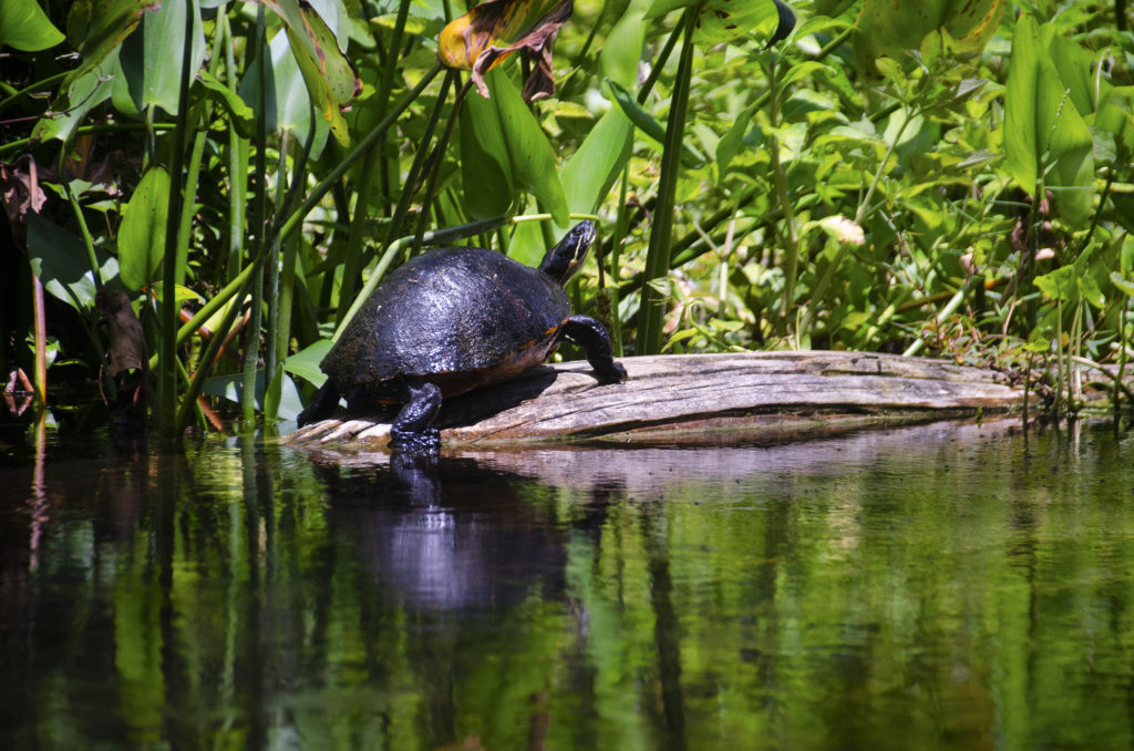 Gum Slough Cooter