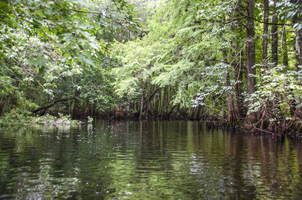 Gum Slough – Cypress, Ash and Maple – Florida Paddle Notes