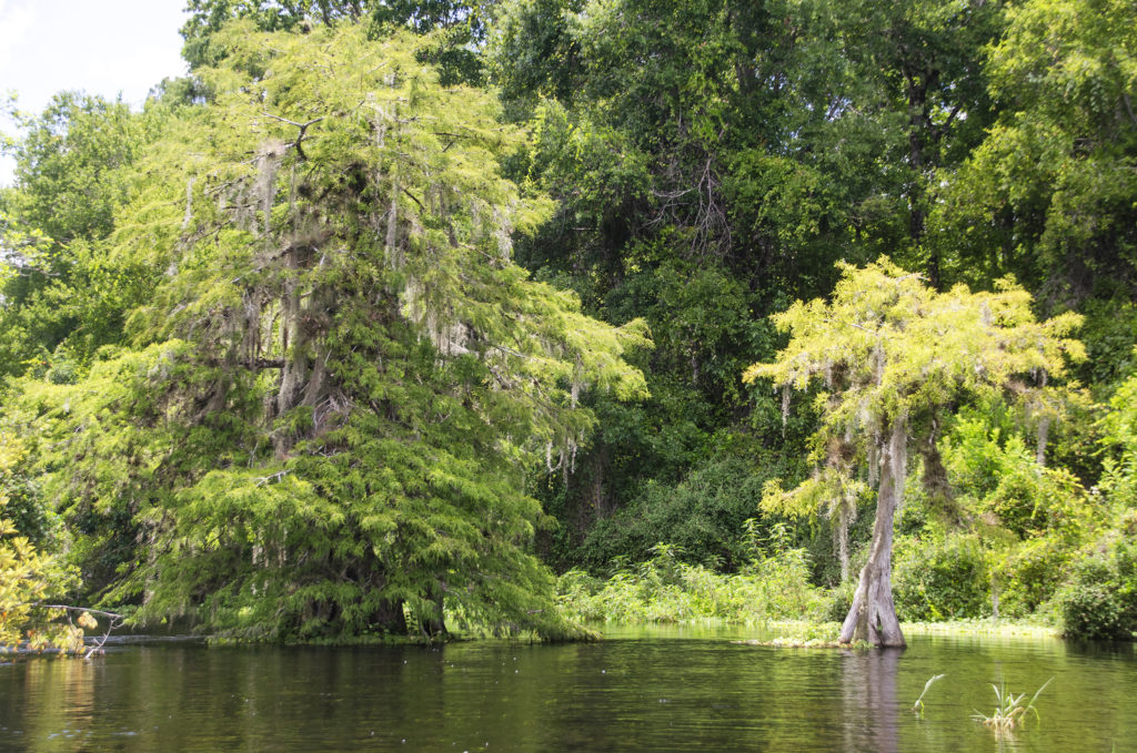 Gum Slough - Cypress in Slough