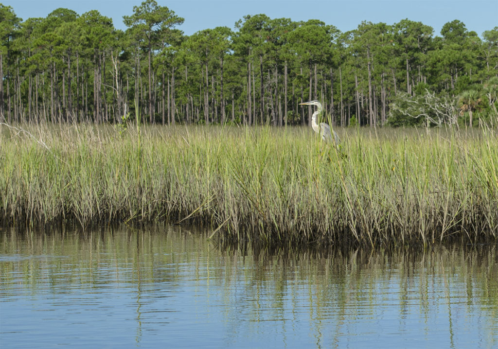 Heron - Styles Creek