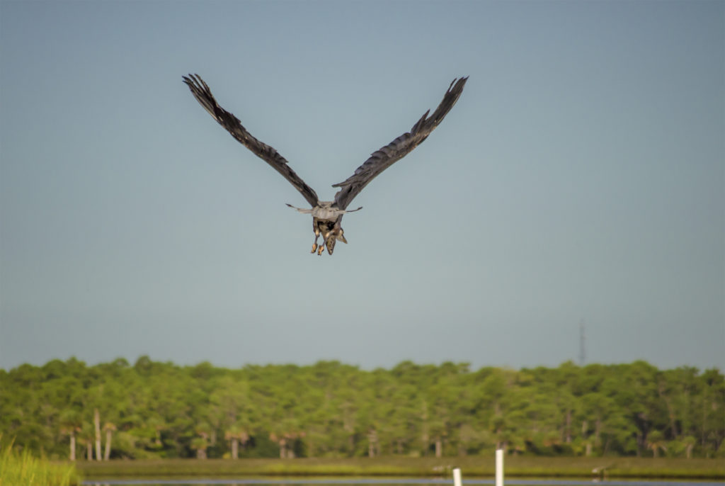 Heron leads the way