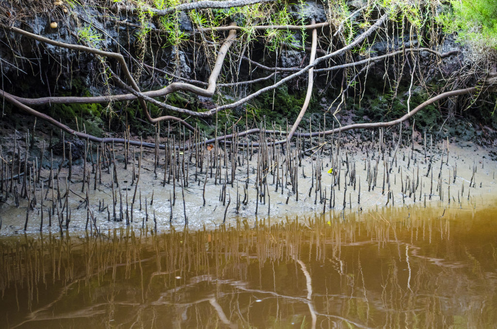 Mangroves - Pellicer Flats