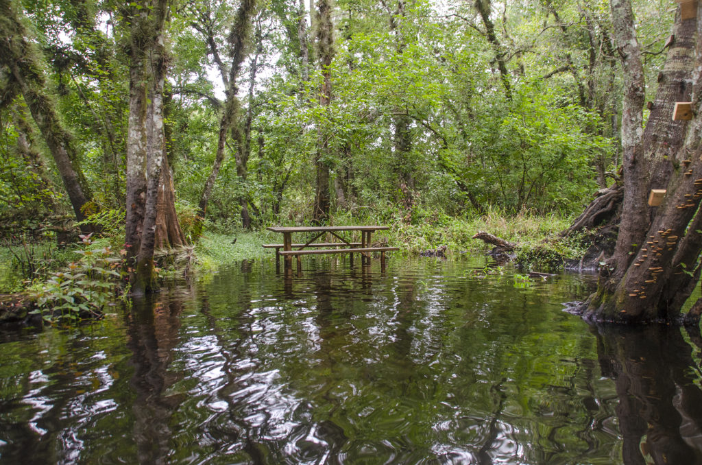 Picnic area - Gum Slough