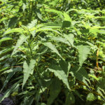 Pigweed, Southern Amaranth - Amaranthus australis,