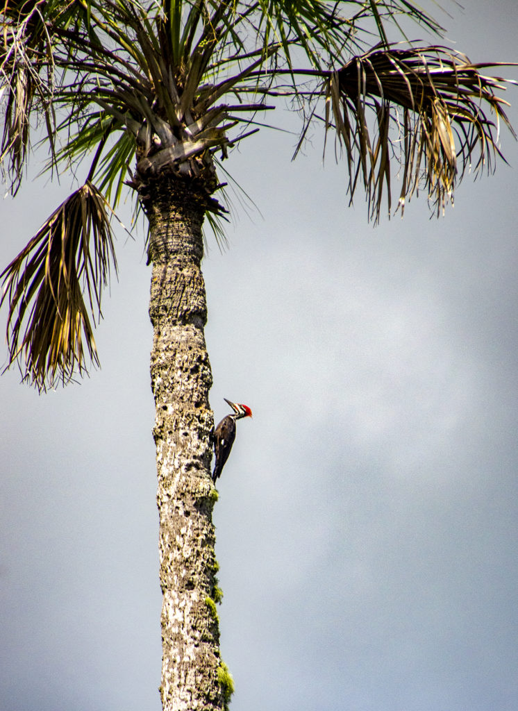 Pileated Woodpecker