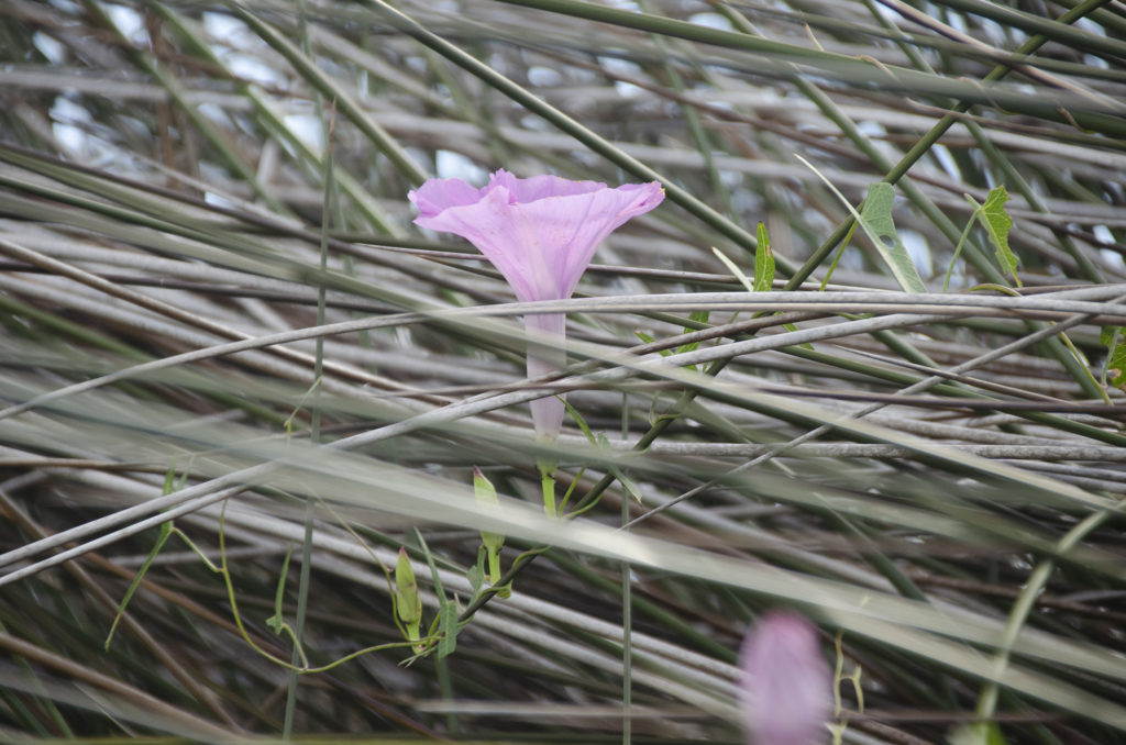 Salt Marsh Morning Glory - Ipomoea sagittata,