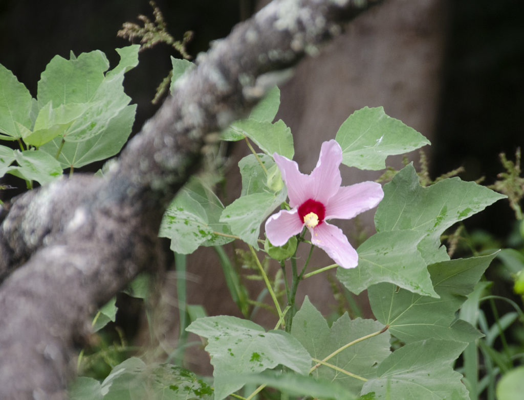 Swamp Rose Mallow - Hibiscus grandiflorus