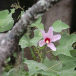 Swamp Rose Mallow - Hibiscus grandiflorus