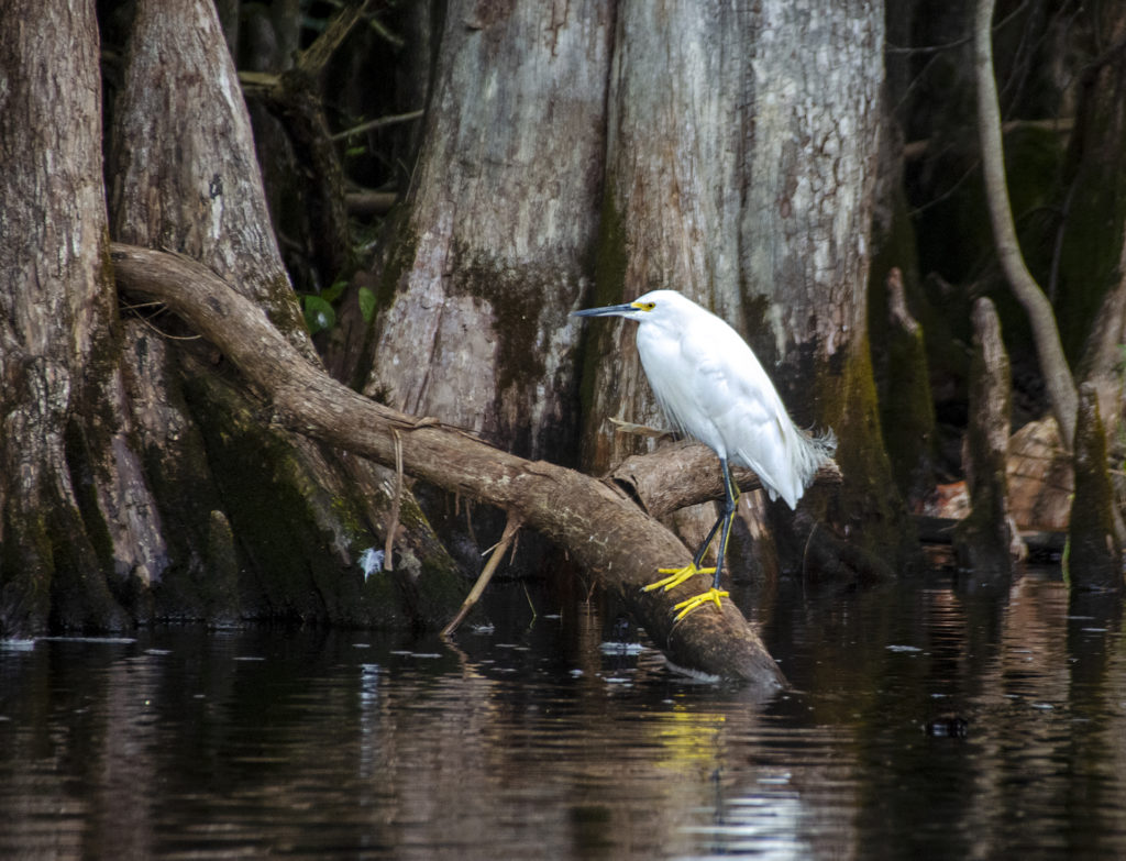 Snowy Egret on the Withlacoochee River