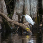 Snowy Egret on the Withlacoochee River