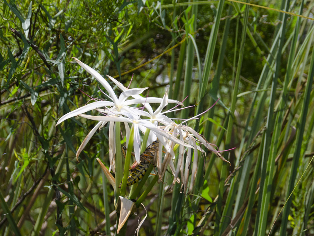 Swamp Lily - Tomoka River