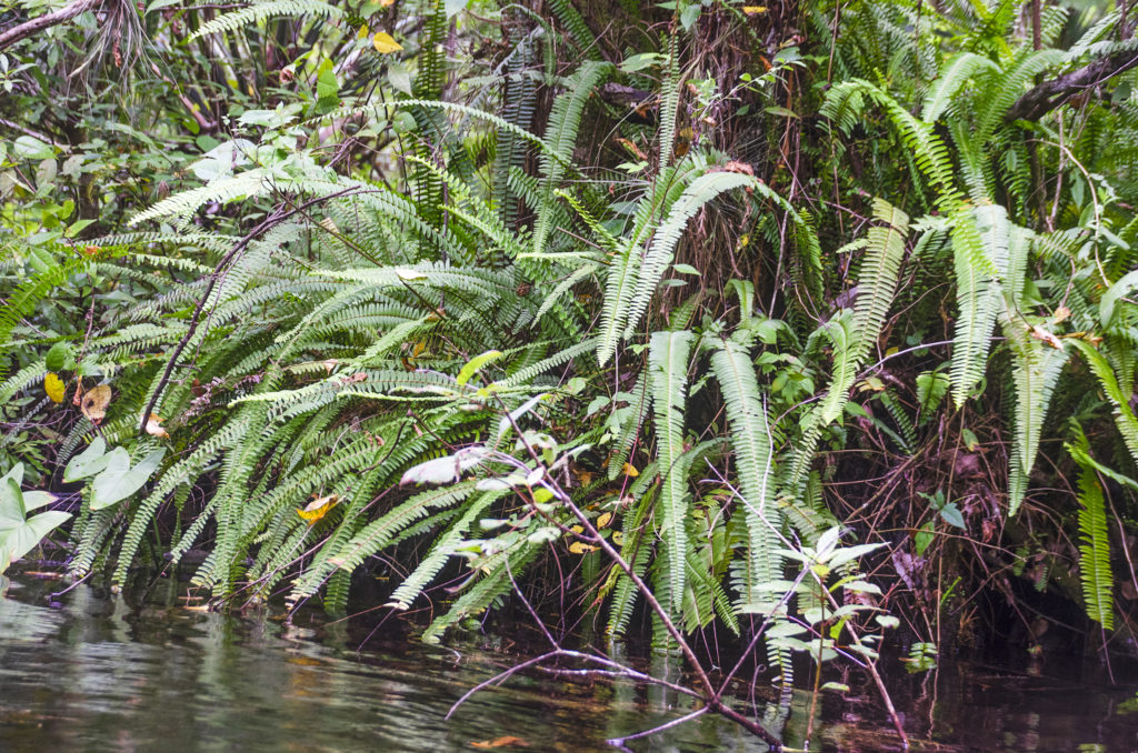 Sword Fern - Gum Slough