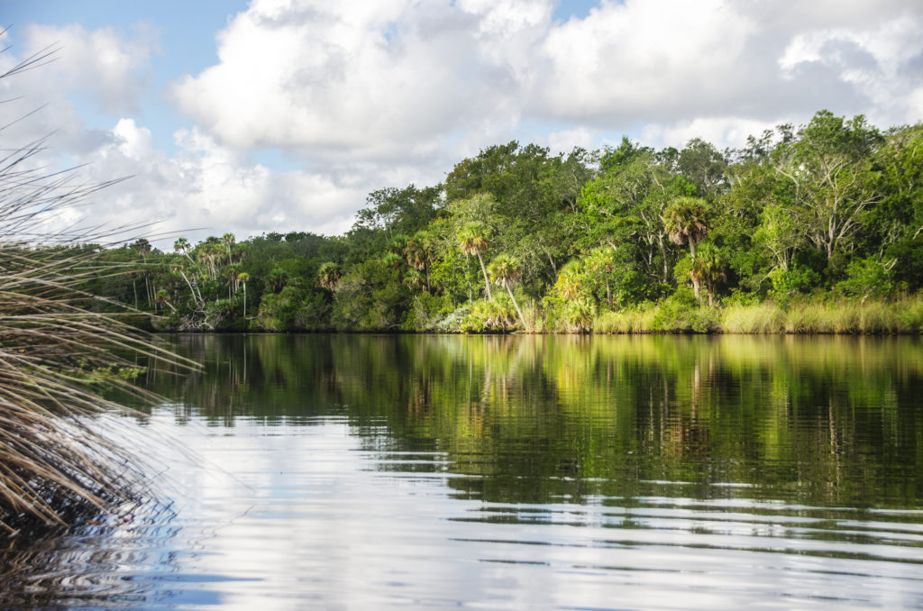 The Tomoka River Palm Shoreline