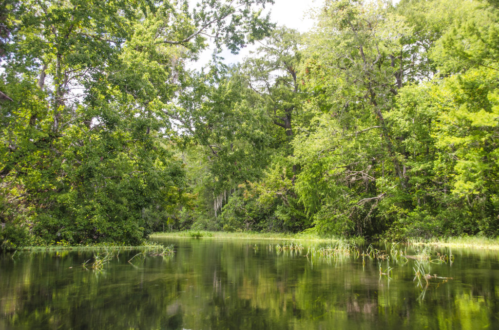 The Upper Gum Slough