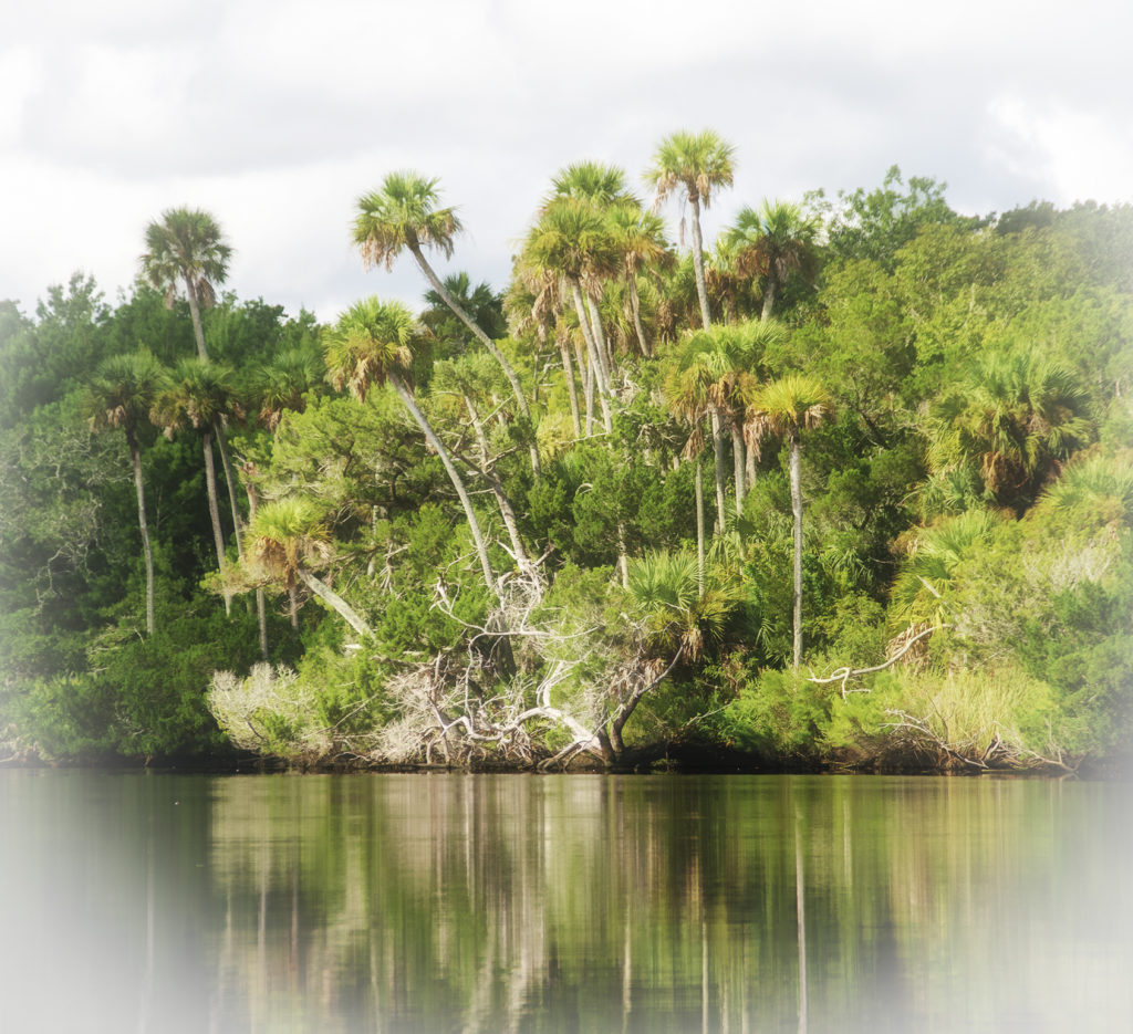 Tomoka River Palms