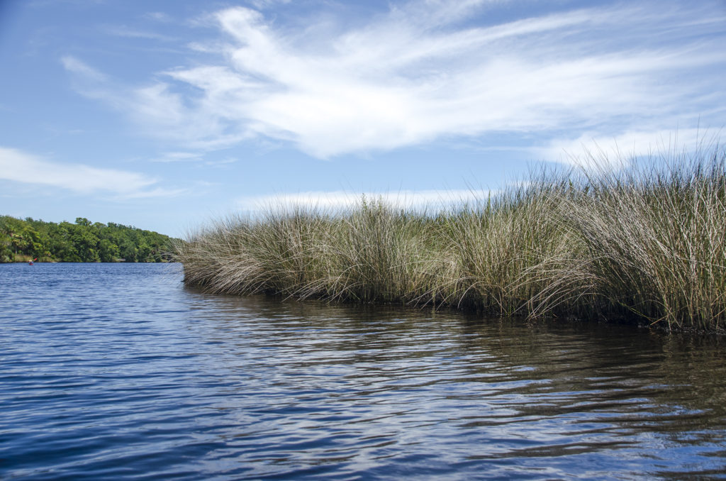 Tomoka River Marsh Grass