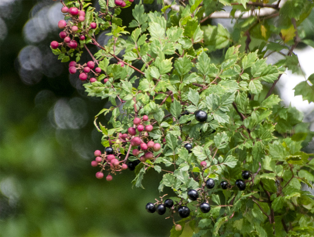 Unidentified Fruiting Plant - Tomoka River