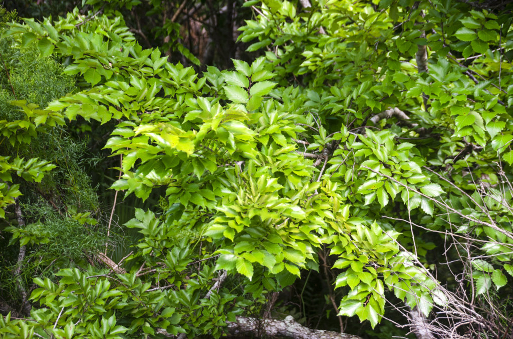 Unidentified Tree (?) - Tomoka River