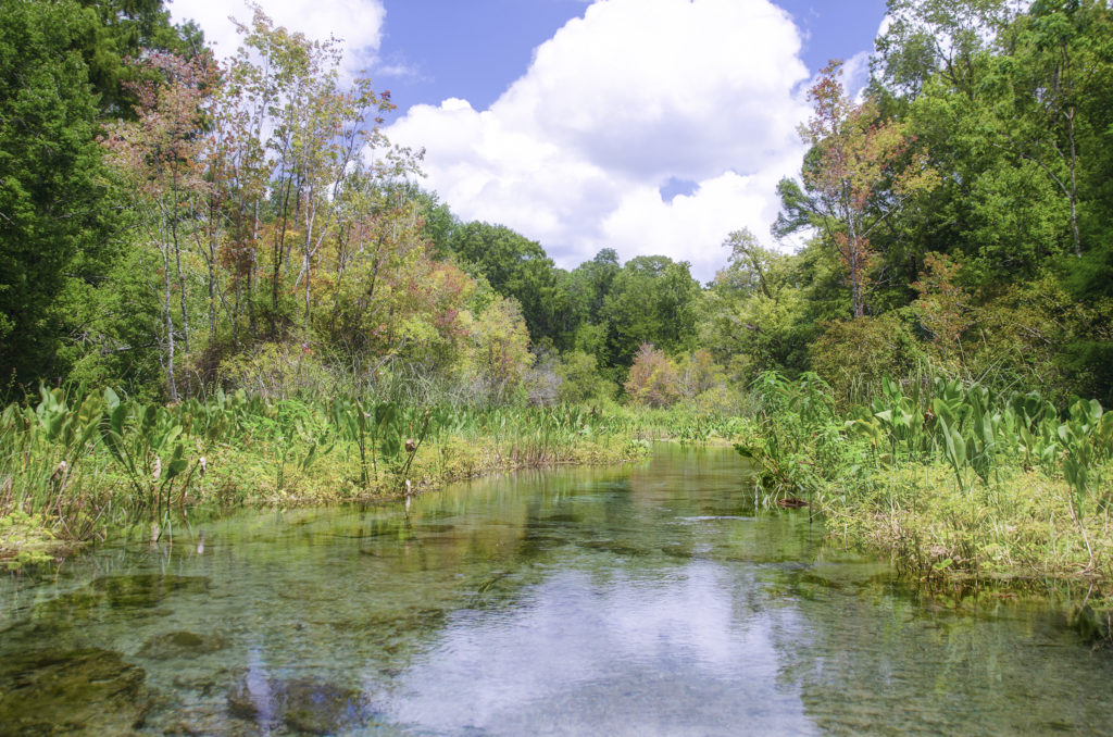 Upper Gum Slough