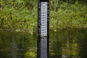 Water Level Gum Spring – 42.75 | Florida Paddle Notes