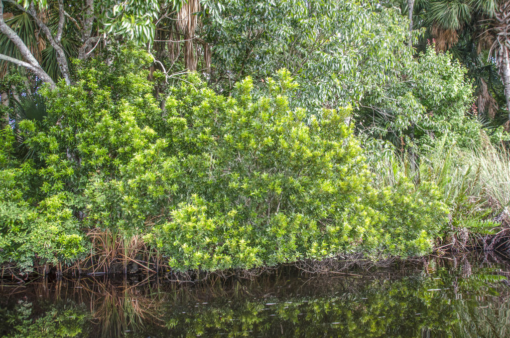 Wax Myrtle - Tomoka River