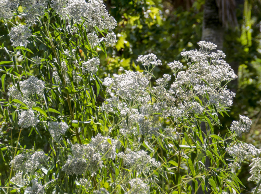 White Swamp Milkweed - Asclepias perennis