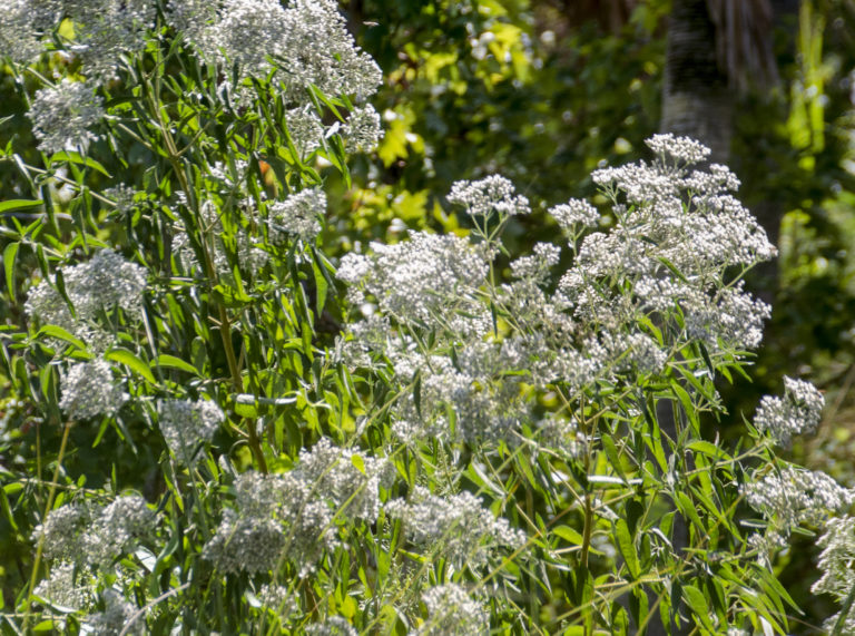 White Swamp Milkweed – Asclepias perennis Tomoka River | Florida Paddle ...