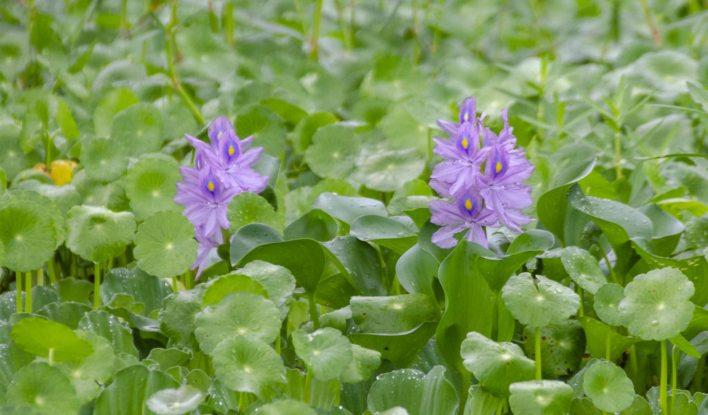 Withlacoochee Water Hyacinth