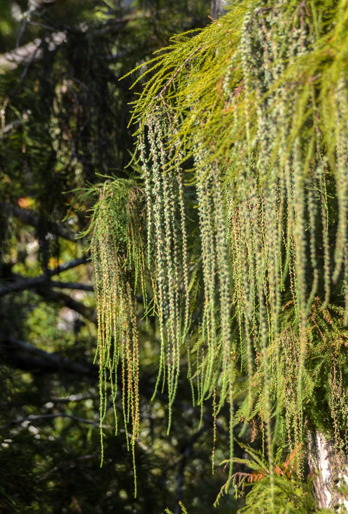 Bald Cypress Pollen Cones:Catkins - Bear Creek