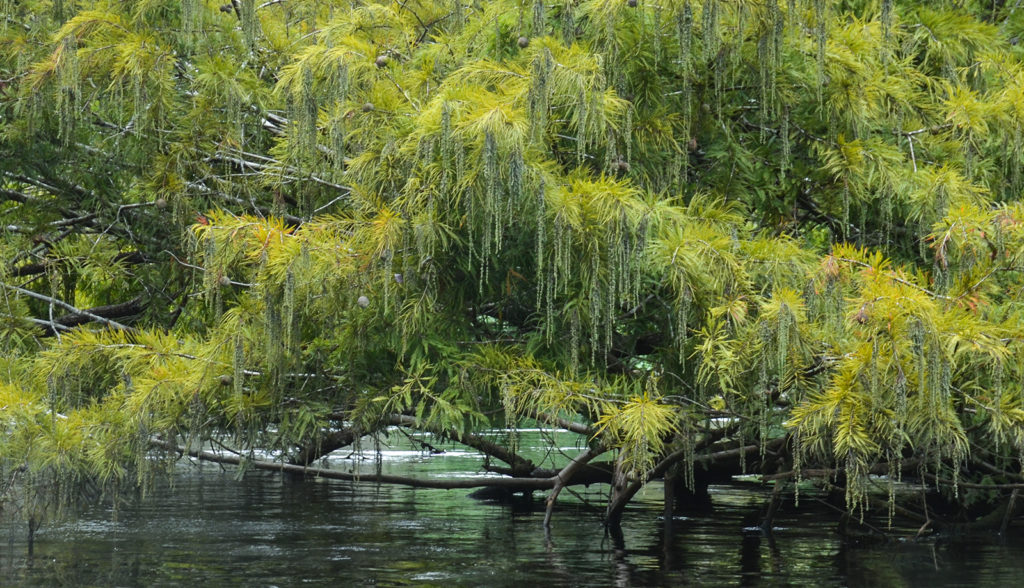 Bald Cypress with Catkins - Ocklawaha River