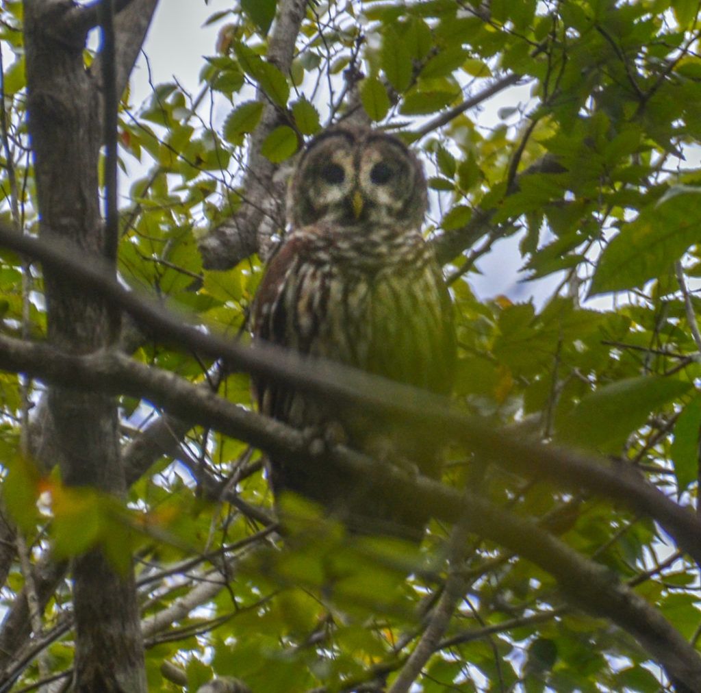 Barred Owl - Ocklawaha River