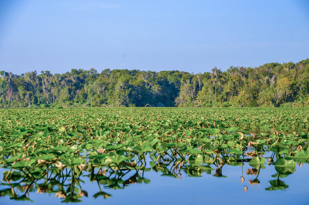 Bear Creek from the St Johns River