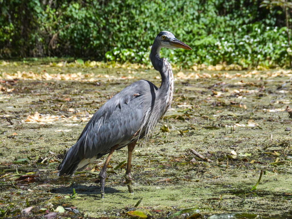 Blue Heron – Silver River | Florida Paddle Notes