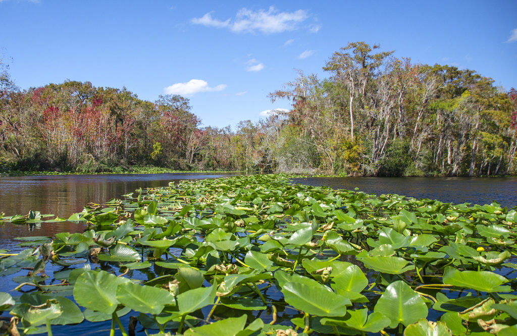 Confluence Bear Creek - Ocklawaha River