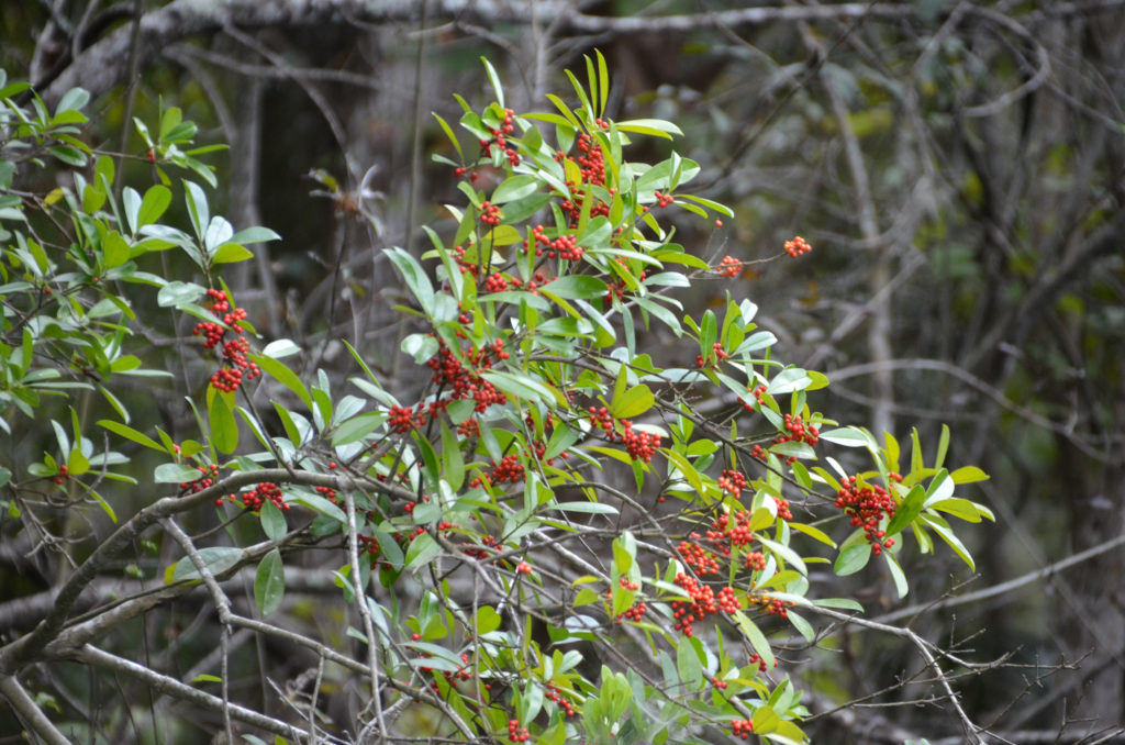 Dahoon Holly on the Ocklawaha