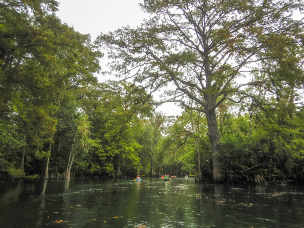 Florida Paddle Notes on the Silver River