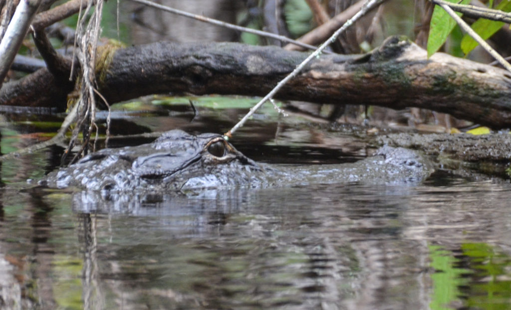 Gator Lurking - Ocklawaha River