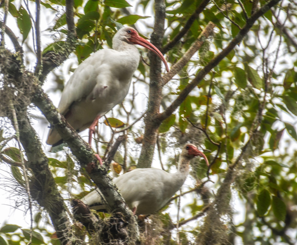 Ibis overhead on the Silver River