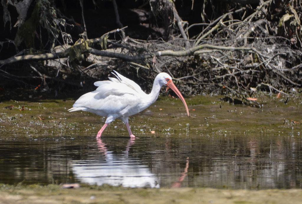 Ibis on Banana Island