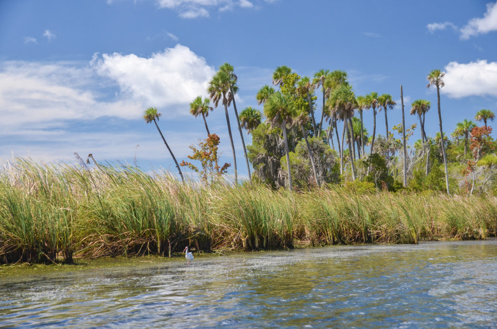 Ibis on Buzzard Island